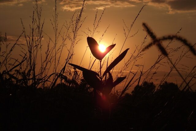 ankhesenamun--AT__80JSbE-unsplash